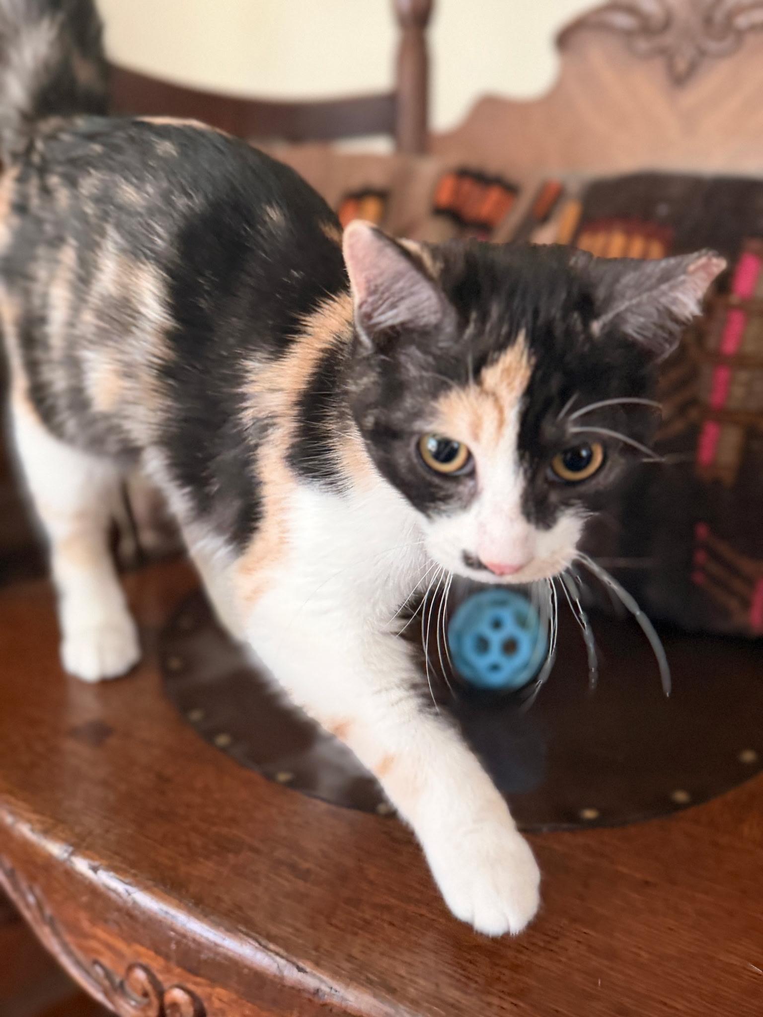 Enlarge :::Cami:::, an adopted mixed breed in Yorba Linda, CA image 3/6