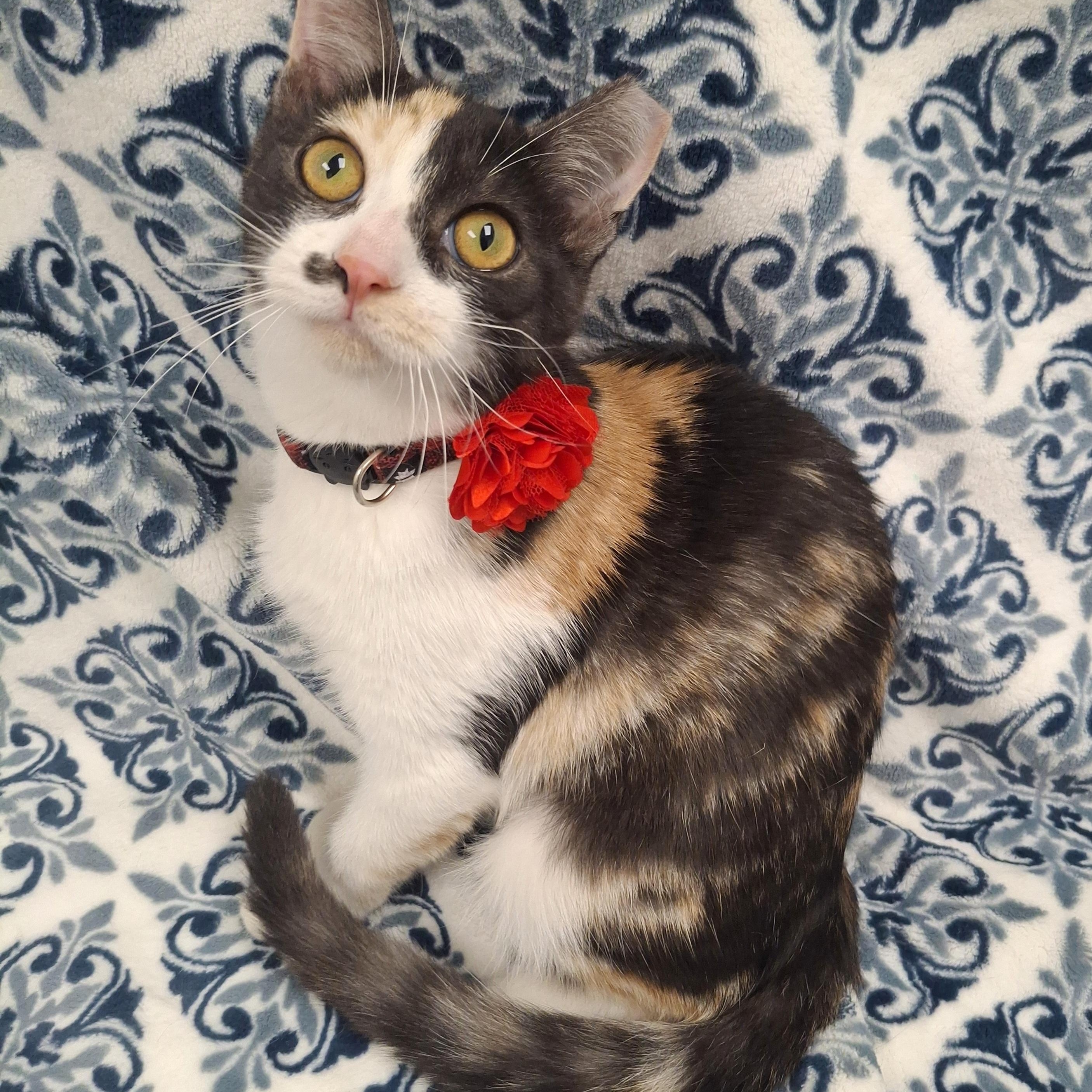 :::Cami:::, adopted, Kitten Female Domestic Short Hair & Calico.