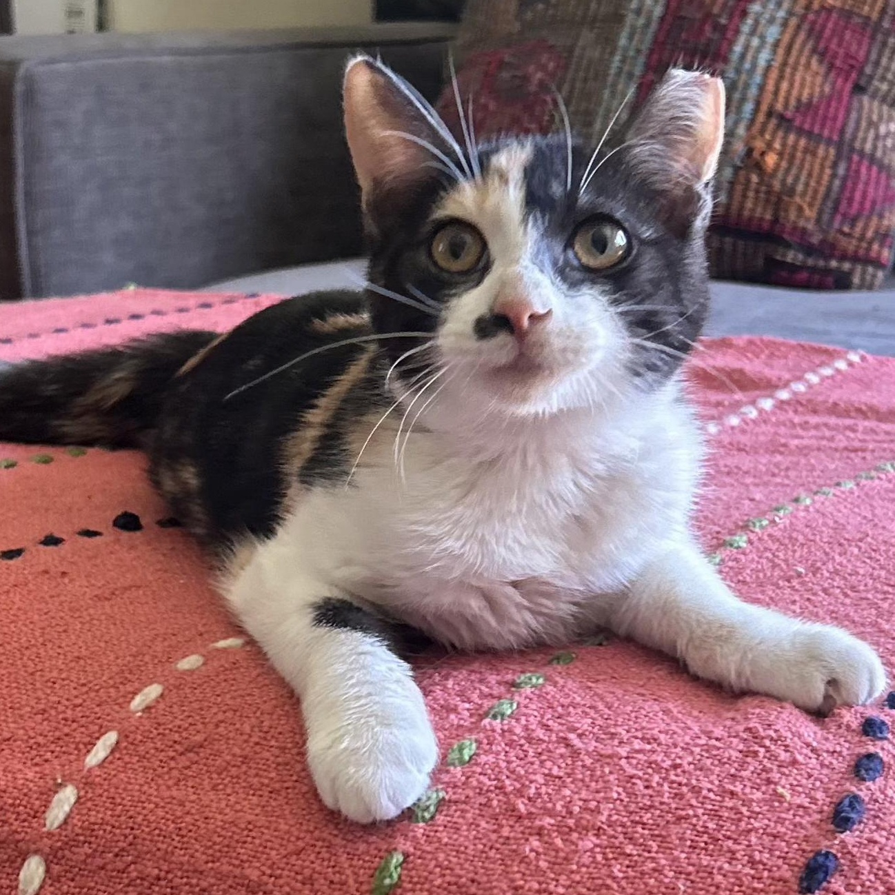 Enlarge :::Cami:::, an adopted mixed breed in Yorba Linda, CA image 2/6