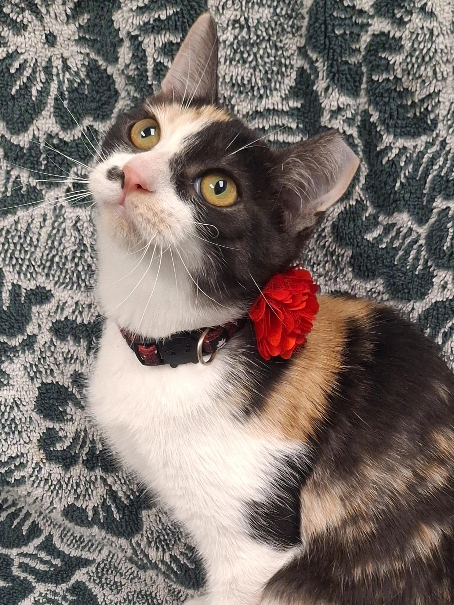 Enlarge :::Cami:::, an adopted mixed breed in Yorba Linda, CA image 4/6