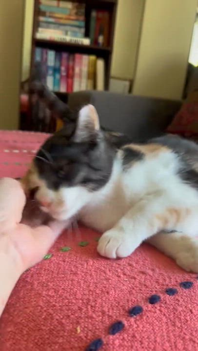 Enlarge :::Cami:::, an adopted mixed breed in Yorba Linda, CA video 6/6