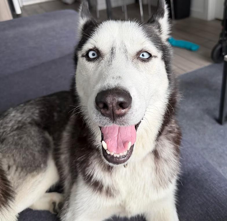 Lyla, ADOPTABLE, Young Female Husky & Siberian Husky.
