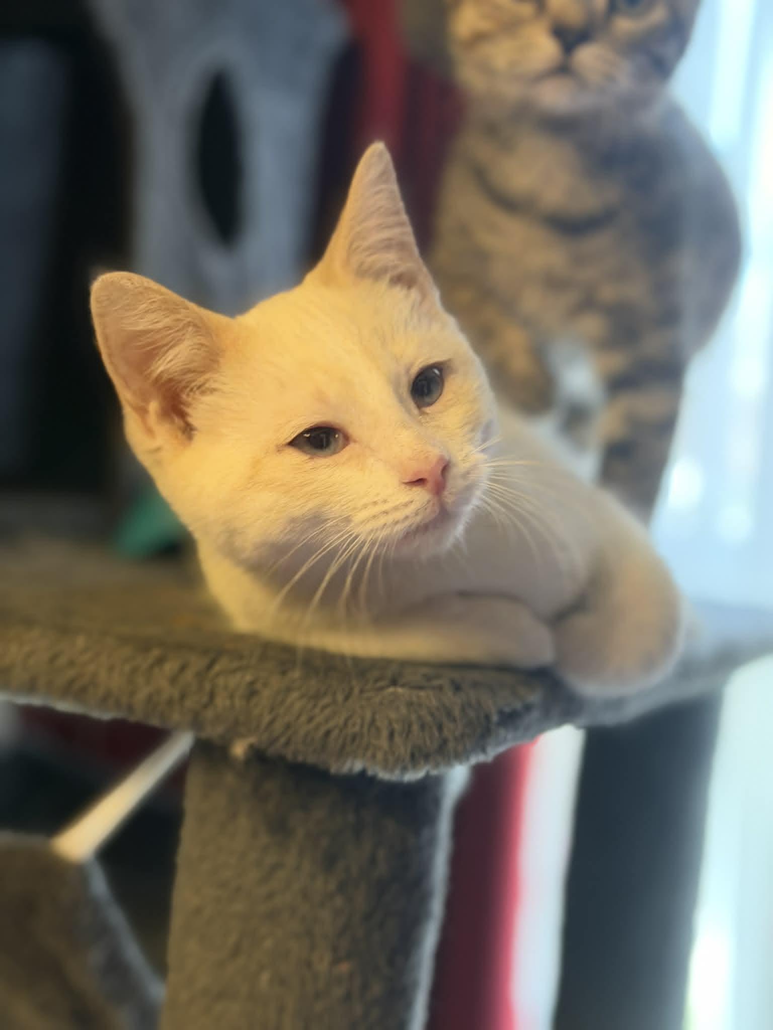 Enlarge Hardy, a ADOPTABLE Domestic Short Hair in Fulton, NY image 5/5
