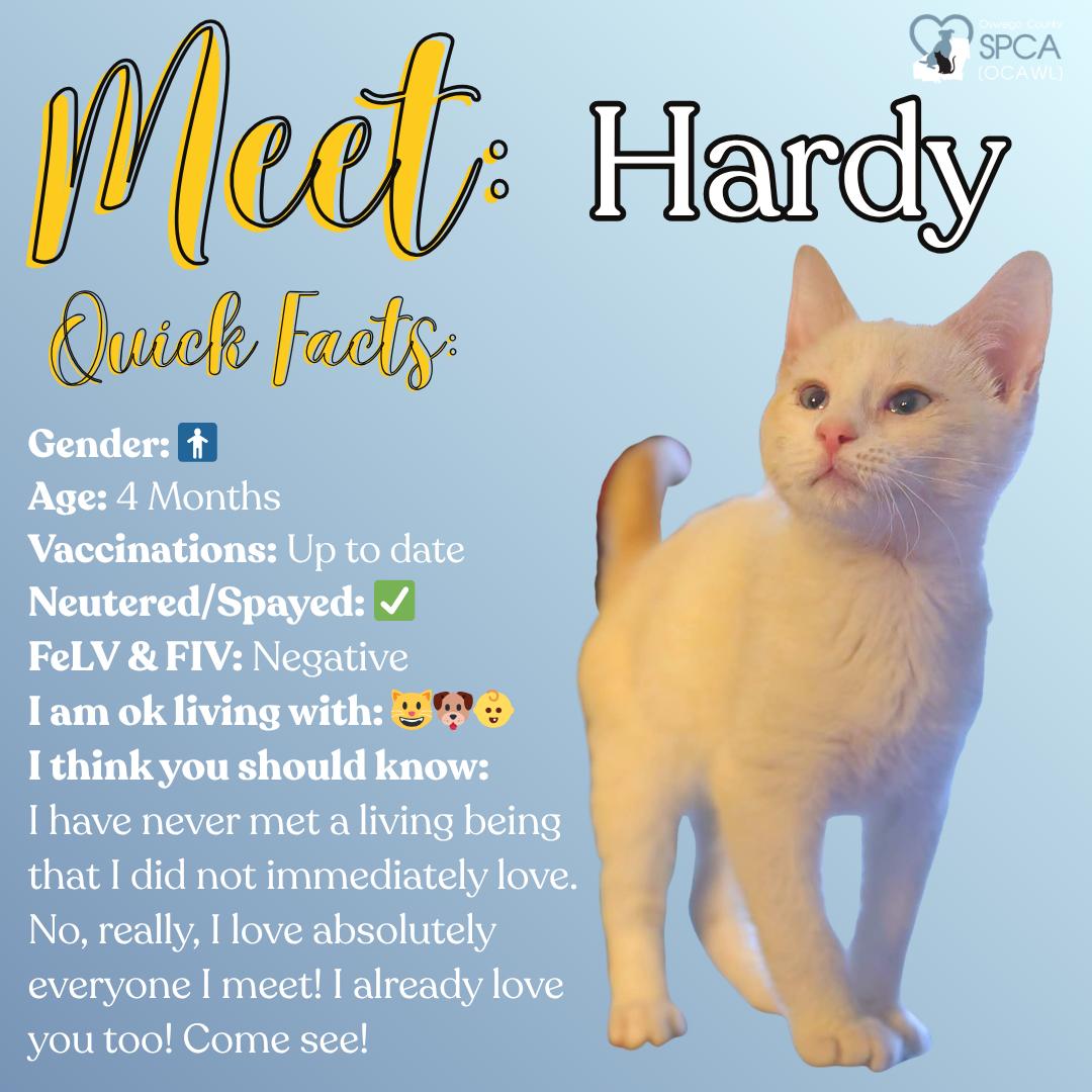 Hardy, ADOPTABLE, Young Male Domestic Short Hair.
