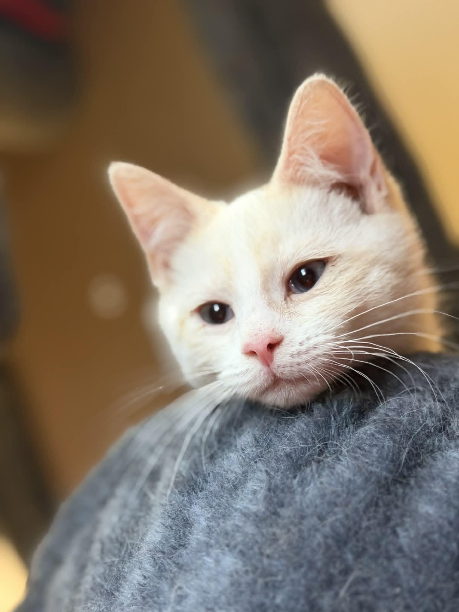 Enlarge Hardy, a ADOPTABLE Domestic Short Hair in Fulton, NY image 3/5