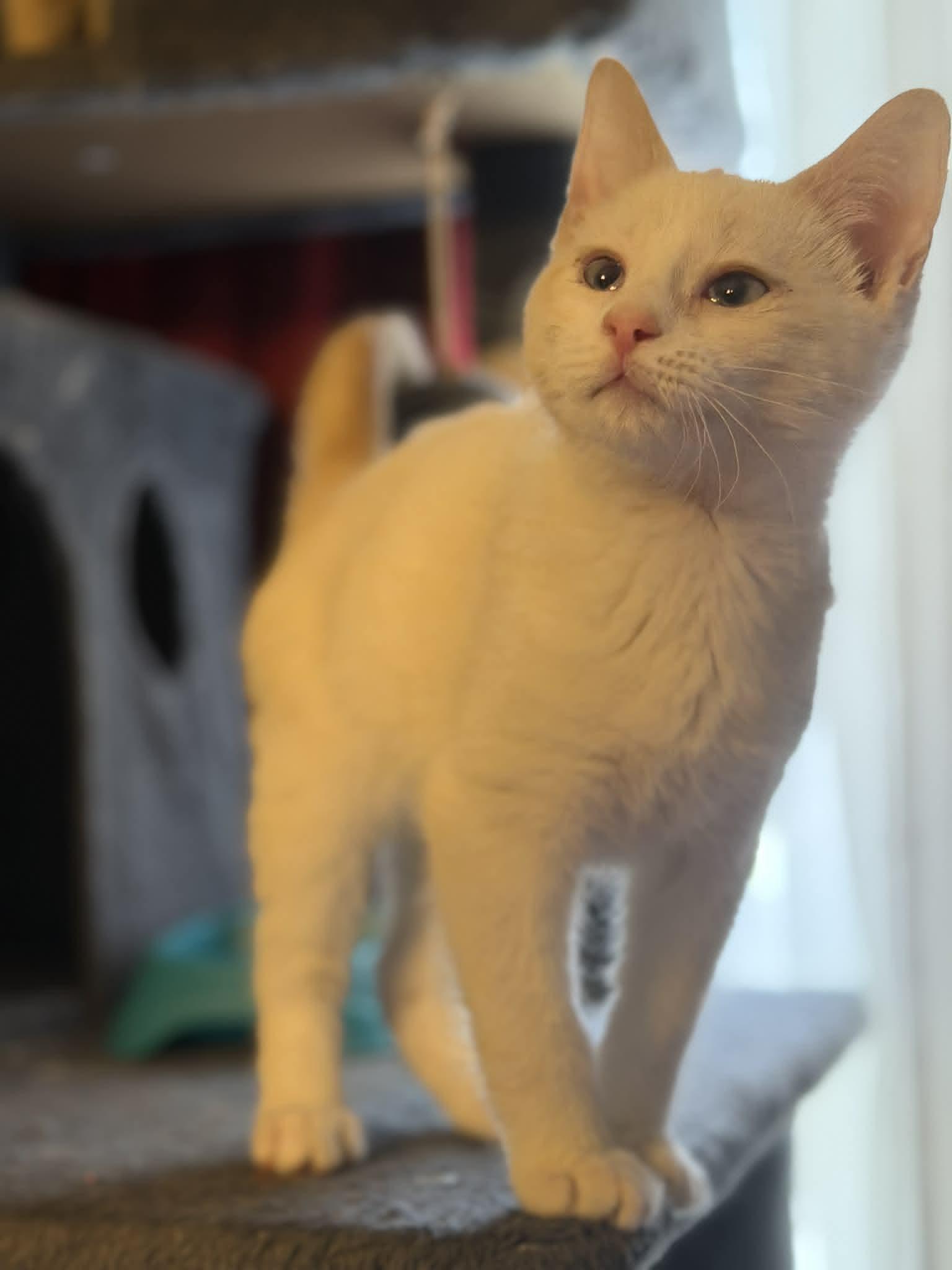 Enlarge Hardy, a ADOPTABLE Domestic Short Hair in Fulton, NY image 4/5