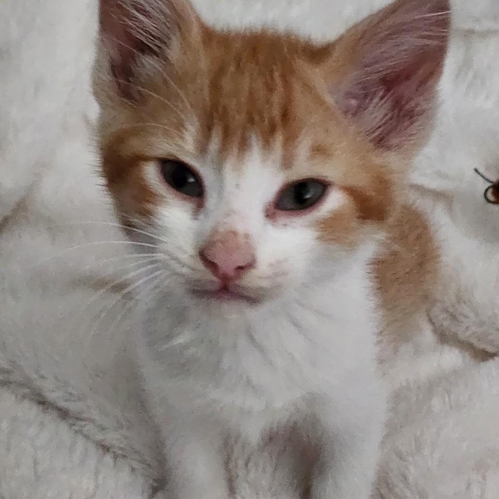 OLIVER, an adopted Domestic Short Hair in Graham, WA image 2/2