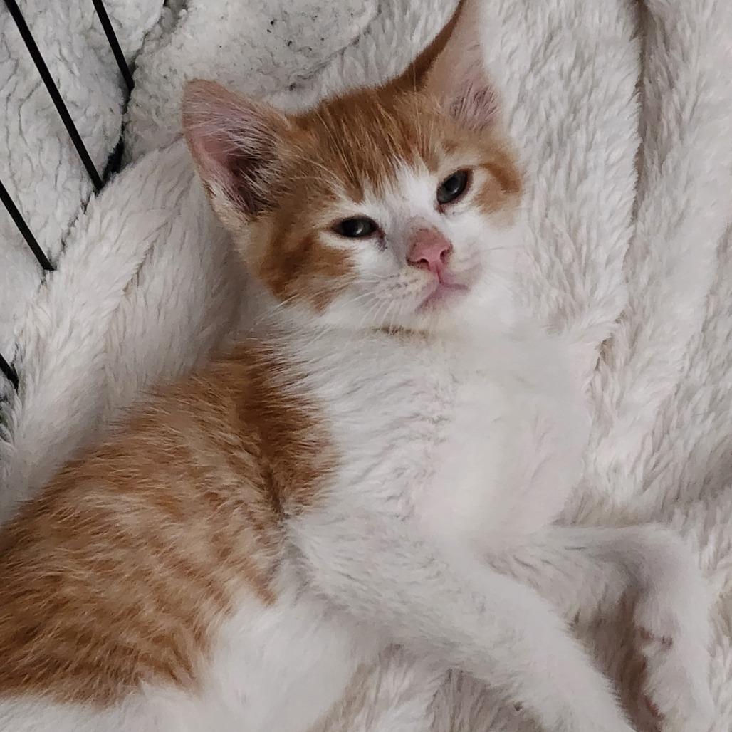 OLIVER, adopted, Kitten Male Domestic Short Hair.