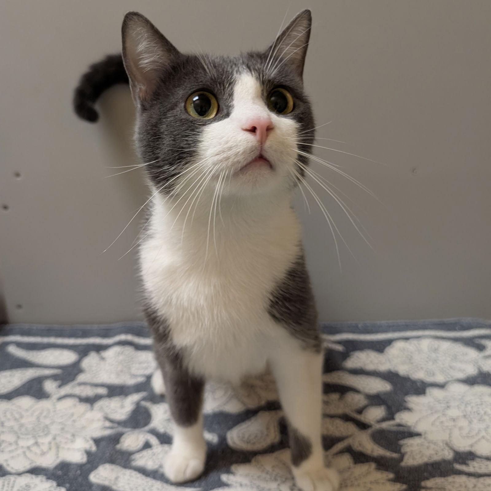 Grayson, Adoptable, Adult Male Domestic Short Hair.