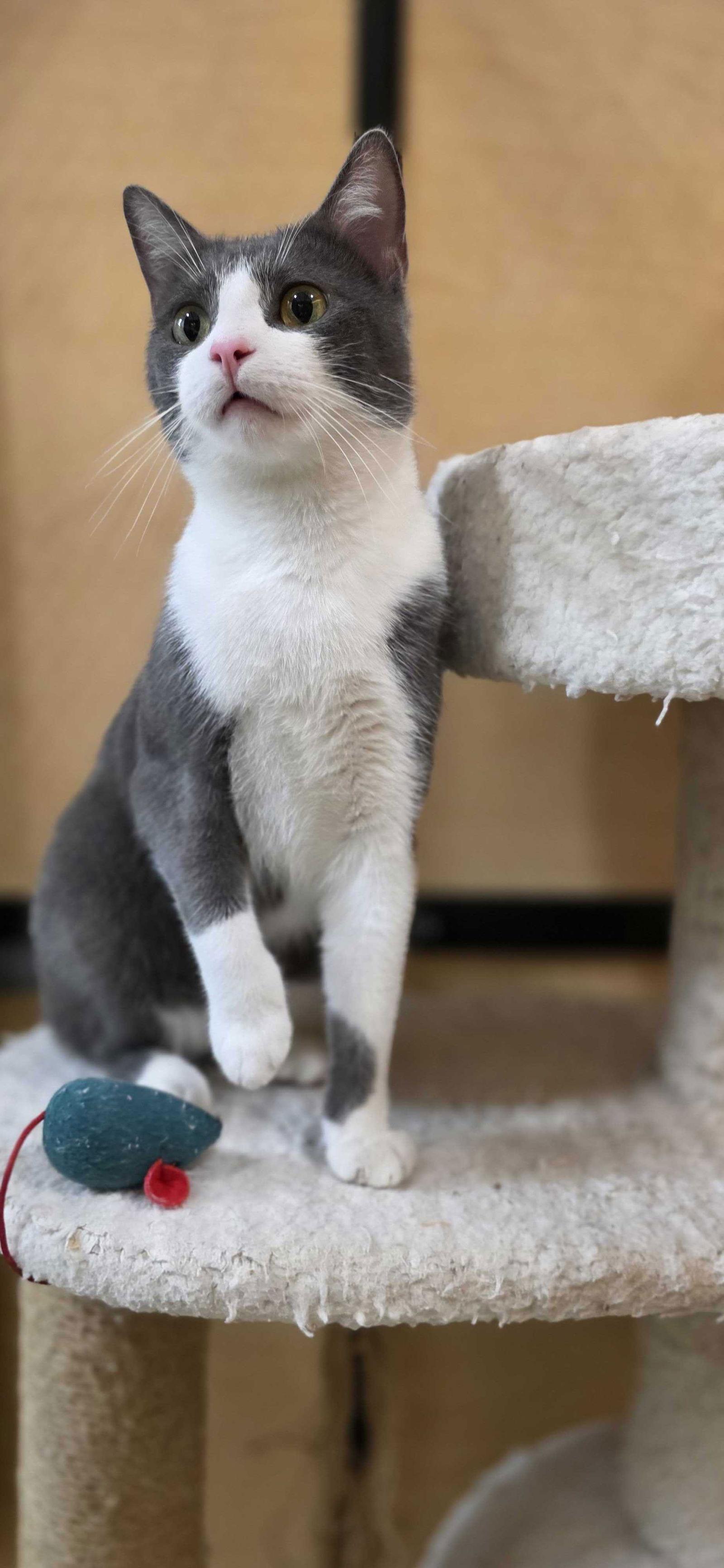 Enlarge Grayson, a Adoptable Domestic Short Hair in Rowlett, TX image 2/3