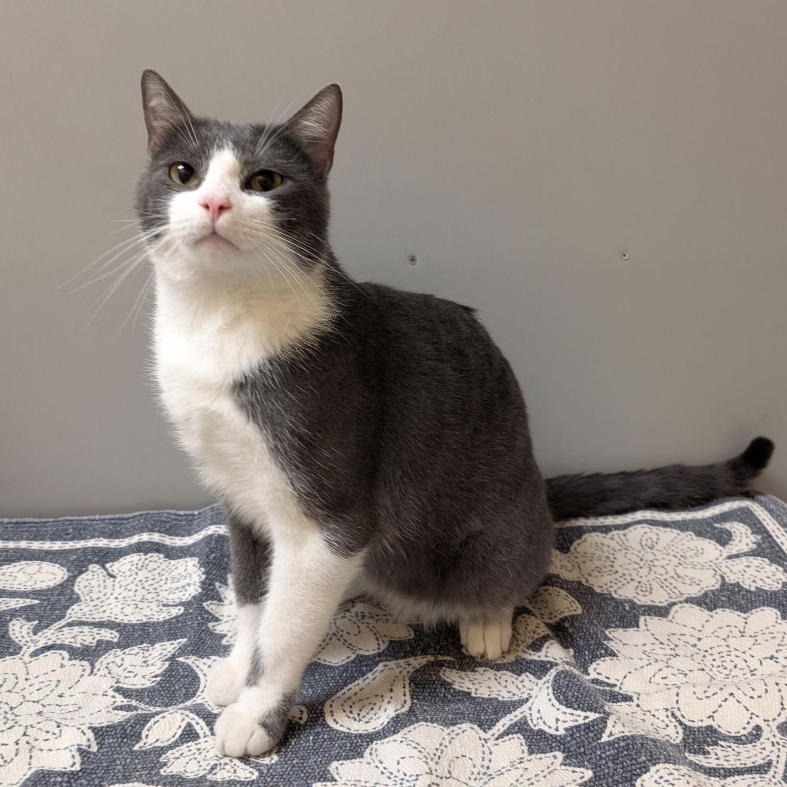 Enlarge Grayson, a Adoptable Domestic Short Hair in Rowlett, TX image 3/3