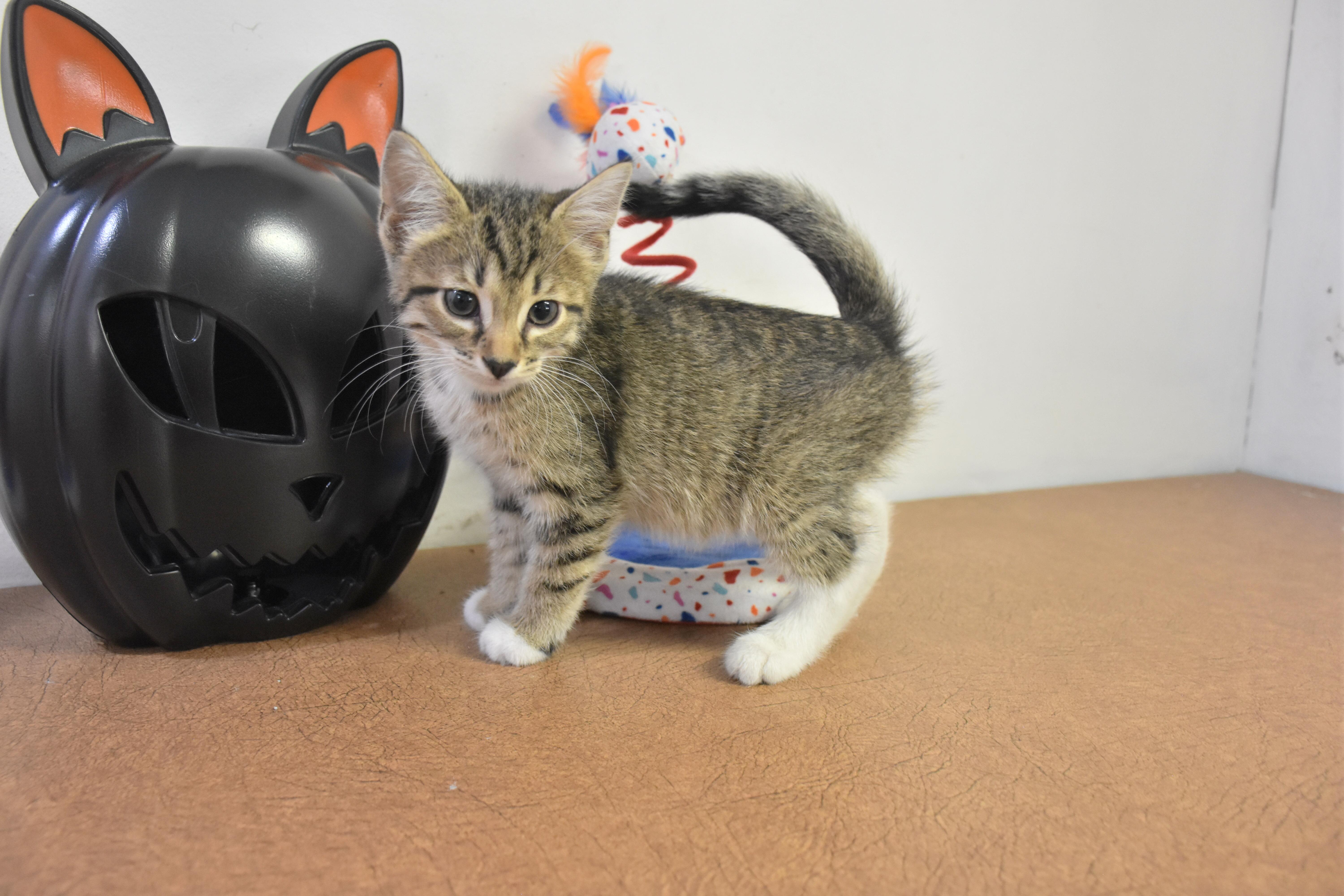Wasabi, Adoptable, Kitten Male Domestic Short Hair.