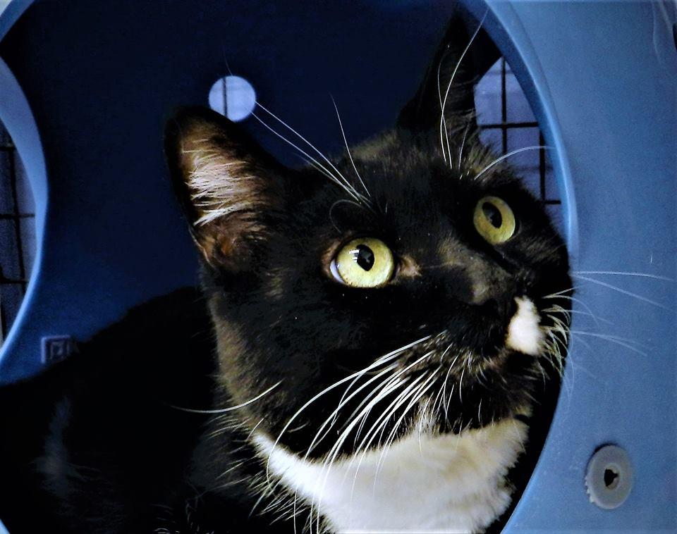 Bart (aka Bartleby), Adoptable, Senior Male Domestic Short Hair.