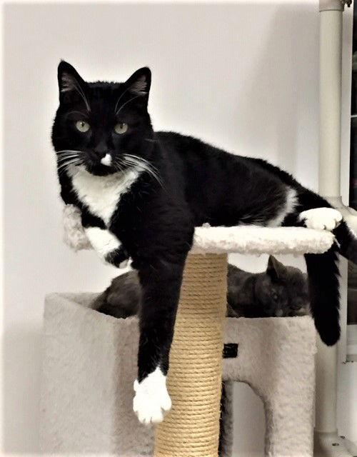 Bart (aka Bartleby), a Adoptable Domestic Short Hair in Seal Beach, CA image 2/6