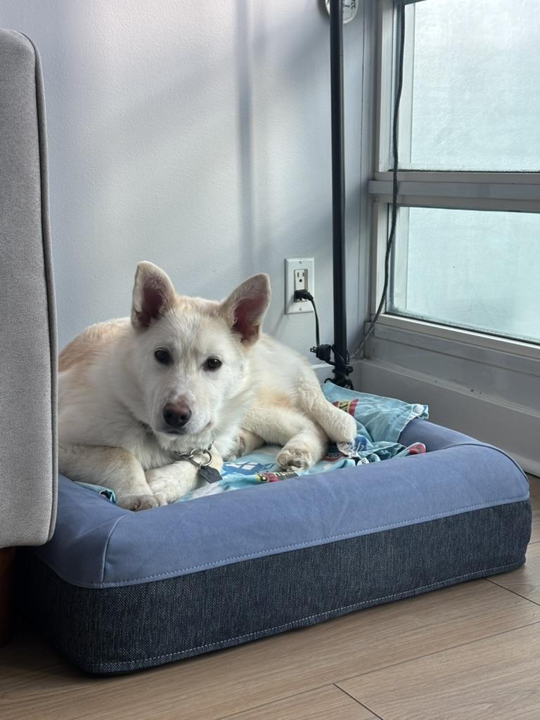 Enlarge Lola, a Adoptable mixed breed in Toronto, ON image 5/6