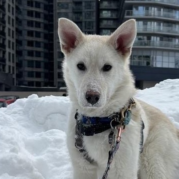 Enlarge Lola, a Adoptable mixed breed in Toronto, ON image 4/6