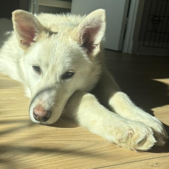 Enlarge Lola, a Adoptable mixed breed in Toronto, ON image 2/6