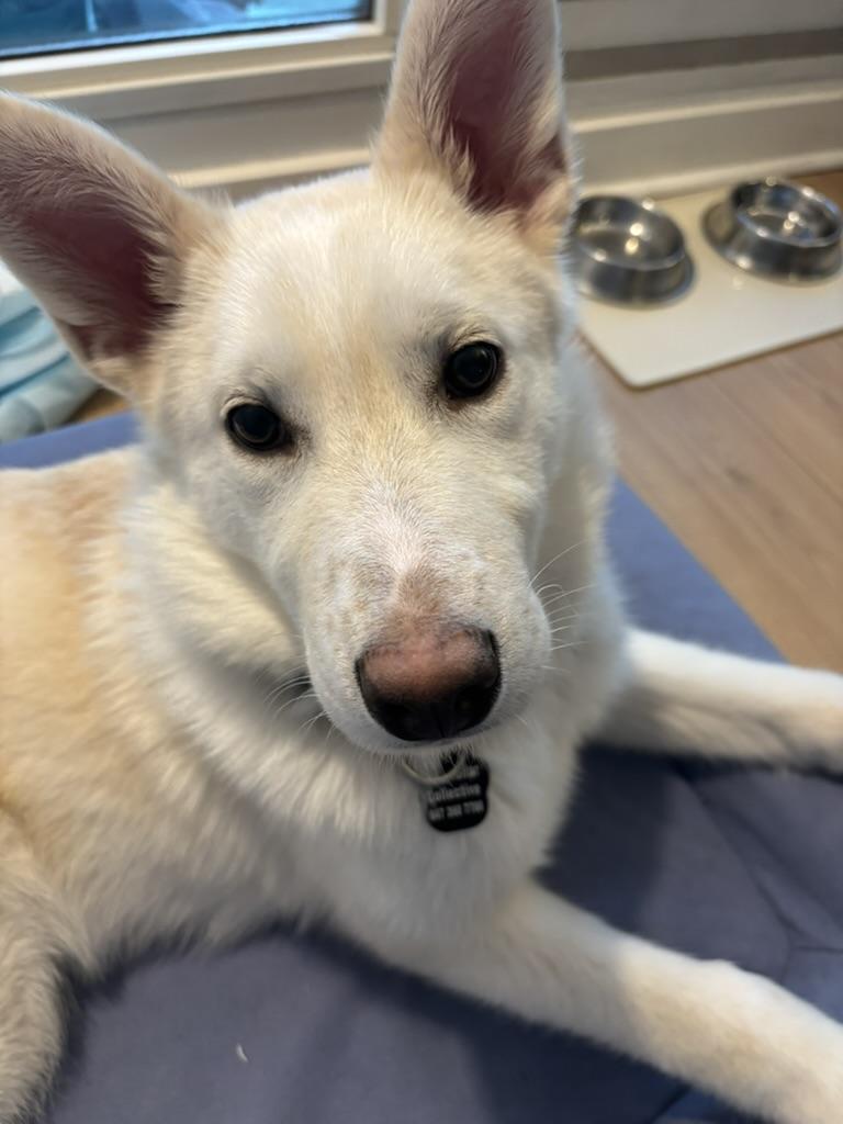 Enlarge Lola, a Adoptable mixed breed in Toronto, ON image 6/6