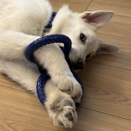 Enlarge Lola, a Adoptable mixed breed in Toronto, ON image 3/6