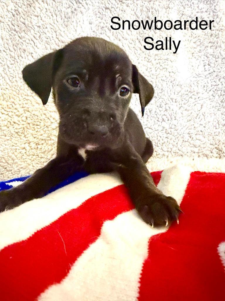 Snowboarder Sally, Adoptable, Puppy Female Shepherd & Pit Bull Terrier.