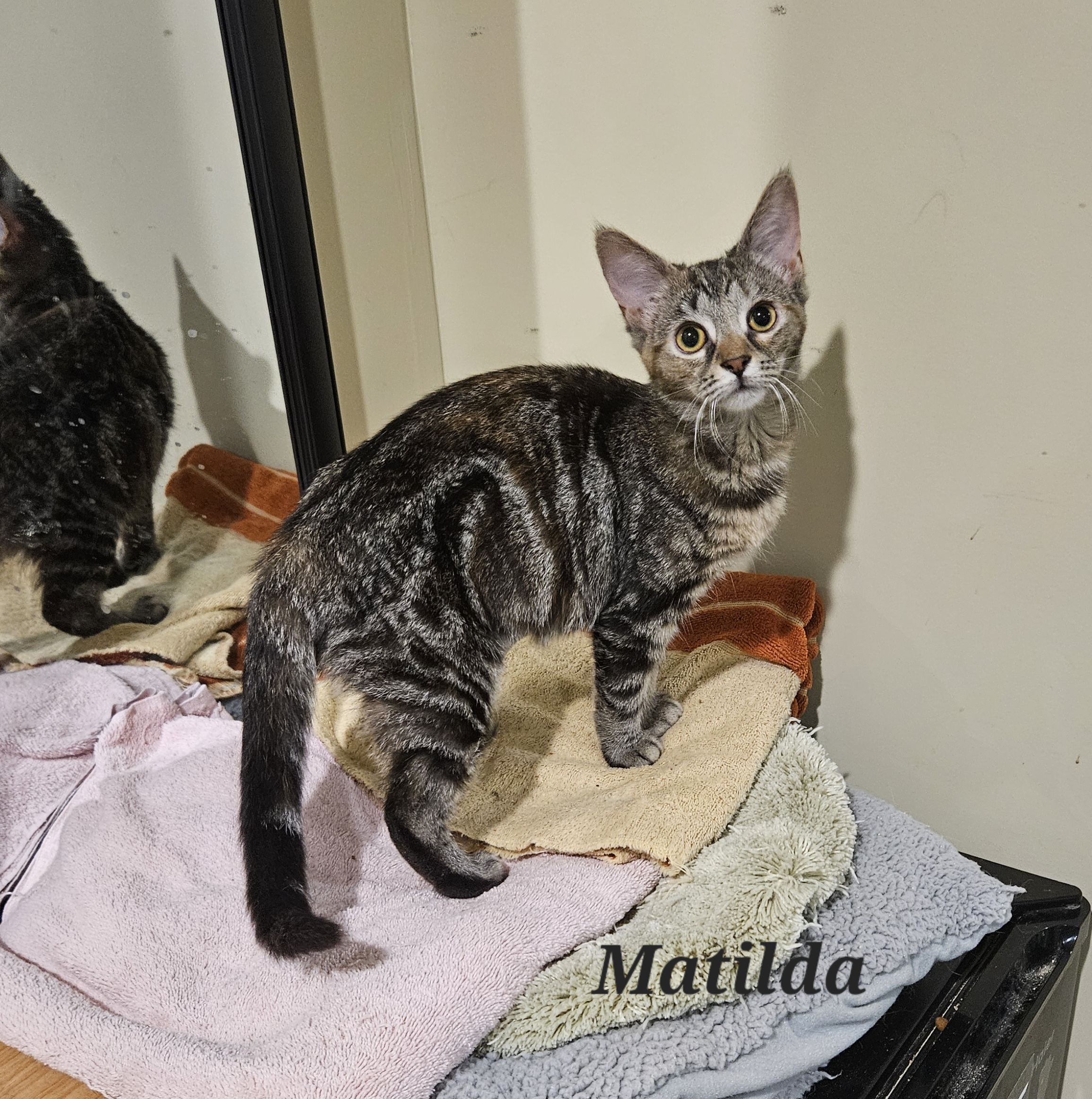 Matilda, adoptable, Kitten Female Domestic Short Hair.