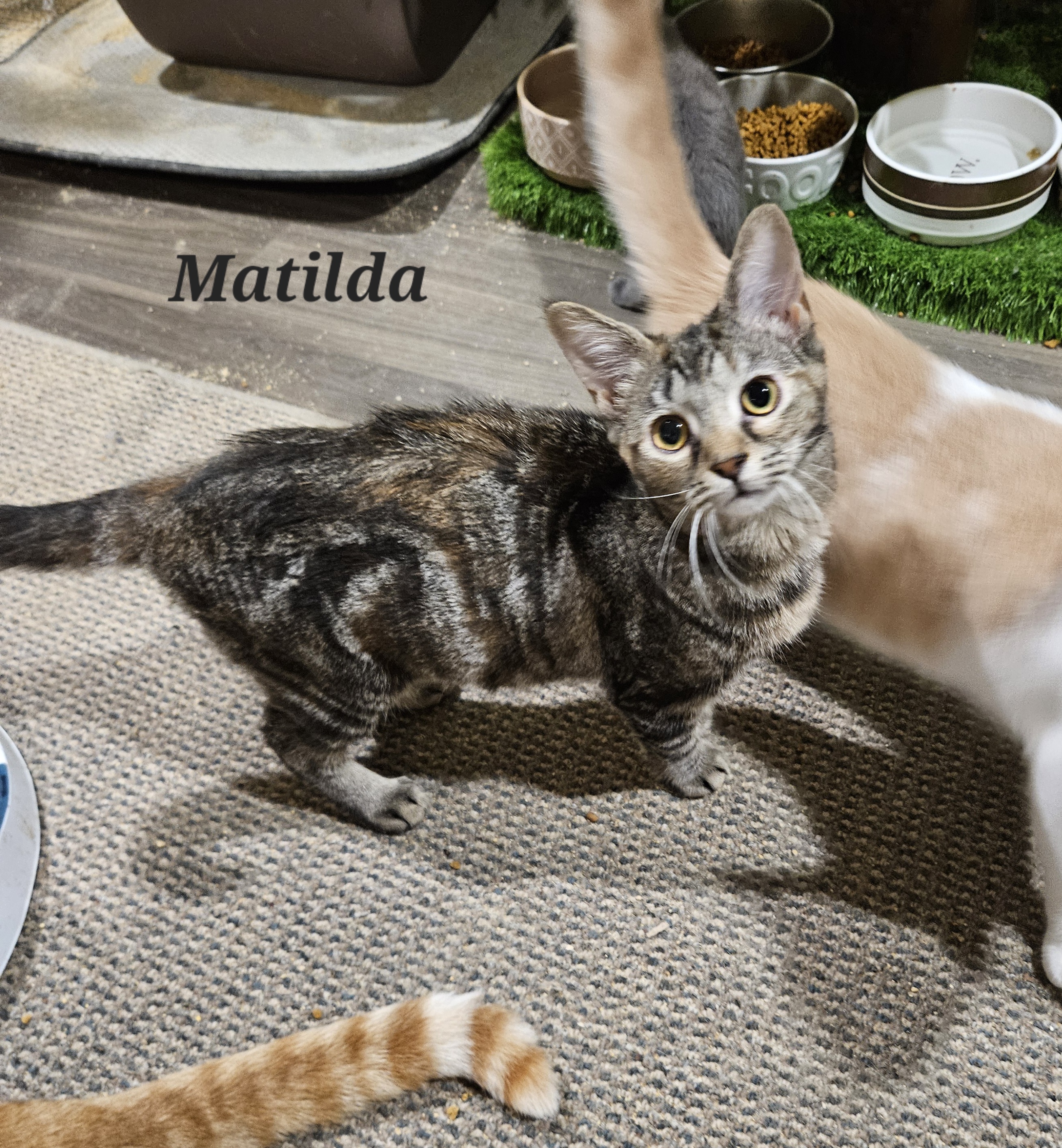 Enlarge Matilda, an adoptable Domestic Short Hair in Bethlehem, PA image 2/3