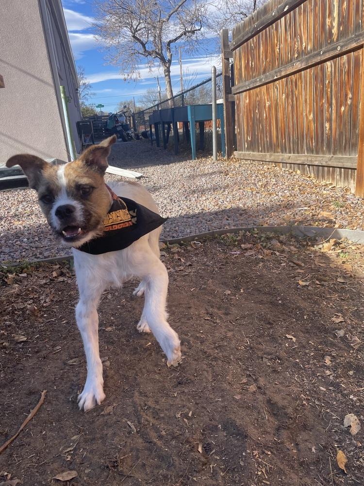 Freddy, a Adoptable mixed breed in Denver, CO image 1/6