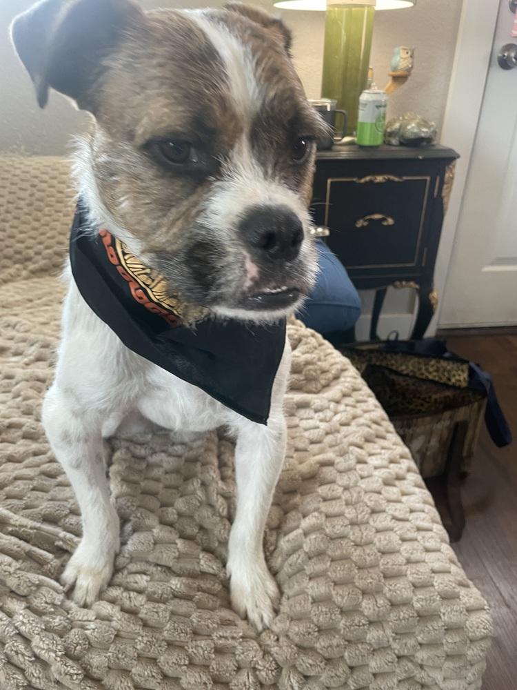 Freddy, a Adoptable mixed breed in Denver, CO image 2/6