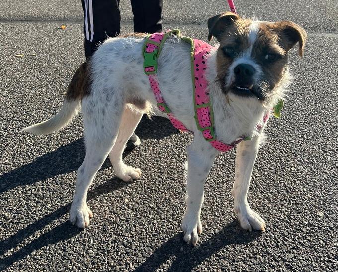 Freddy, a Adoptable mixed breed in Denver, CO image 3/6