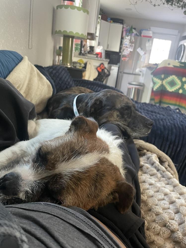 Freddy, a Adoptable mixed breed in Denver, CO image 4/6