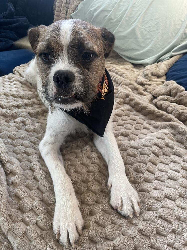 Freddy, a Adoptable mixed breed in Denver, CO image 5/6