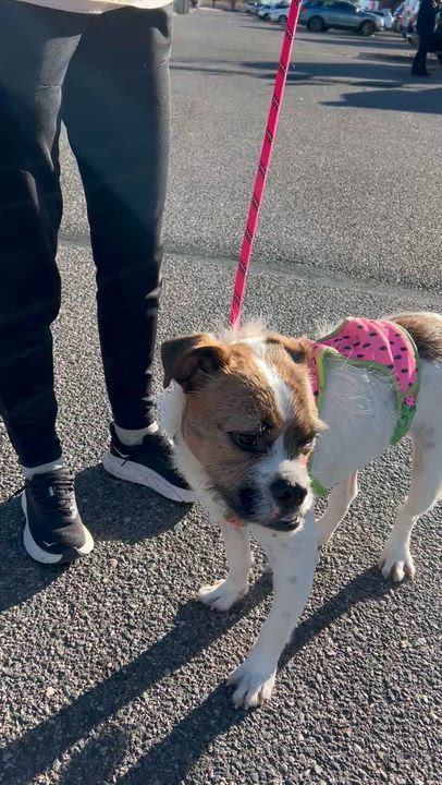 Enlarge Freddy, a Adoptable mixed breed in Denver, CO video 6/6