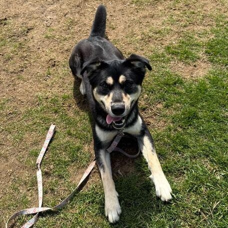 Enlarge Hamuel L. Jackson, an adoptable mixed breed in Jackson, MI image 2/6