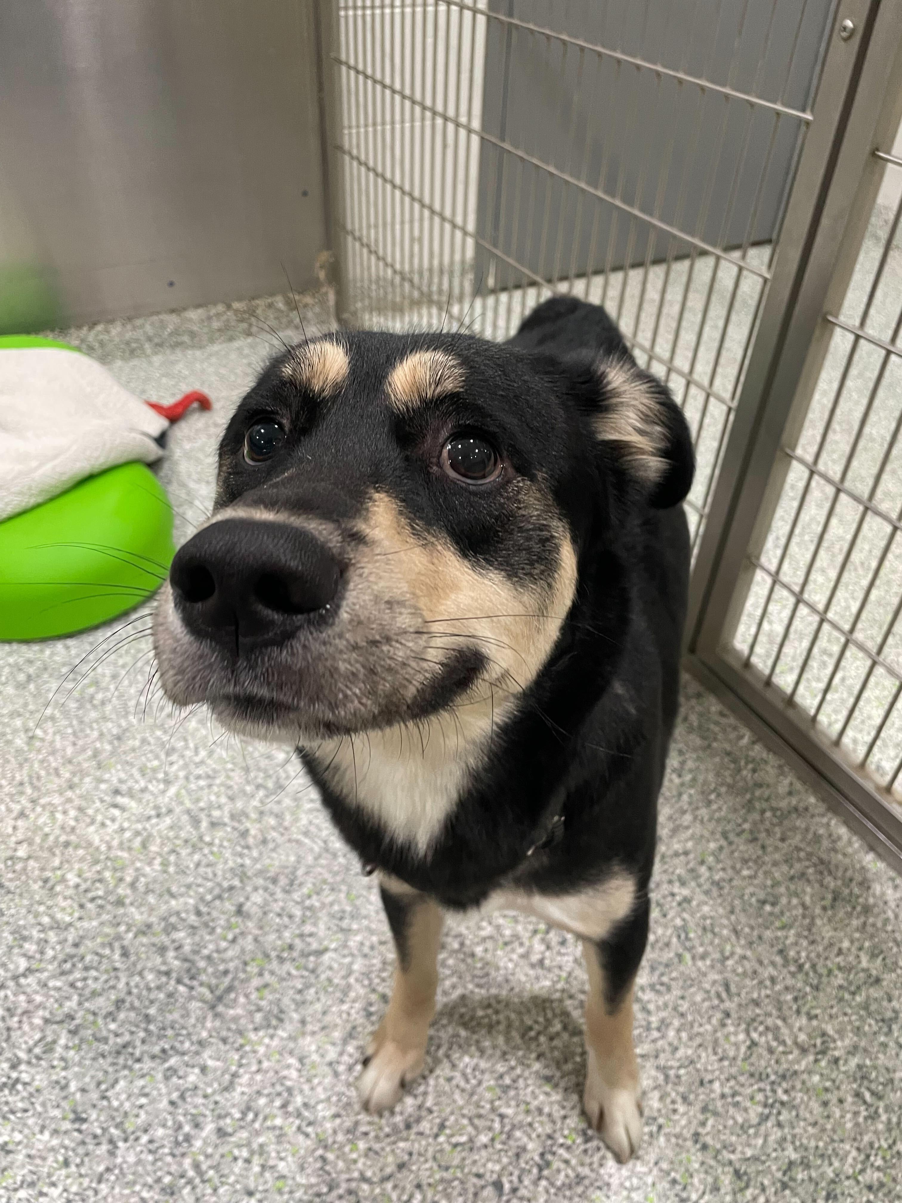 Hamuel L. Jackson, an adoptable mixed breed in Jackson, MI image 1/5