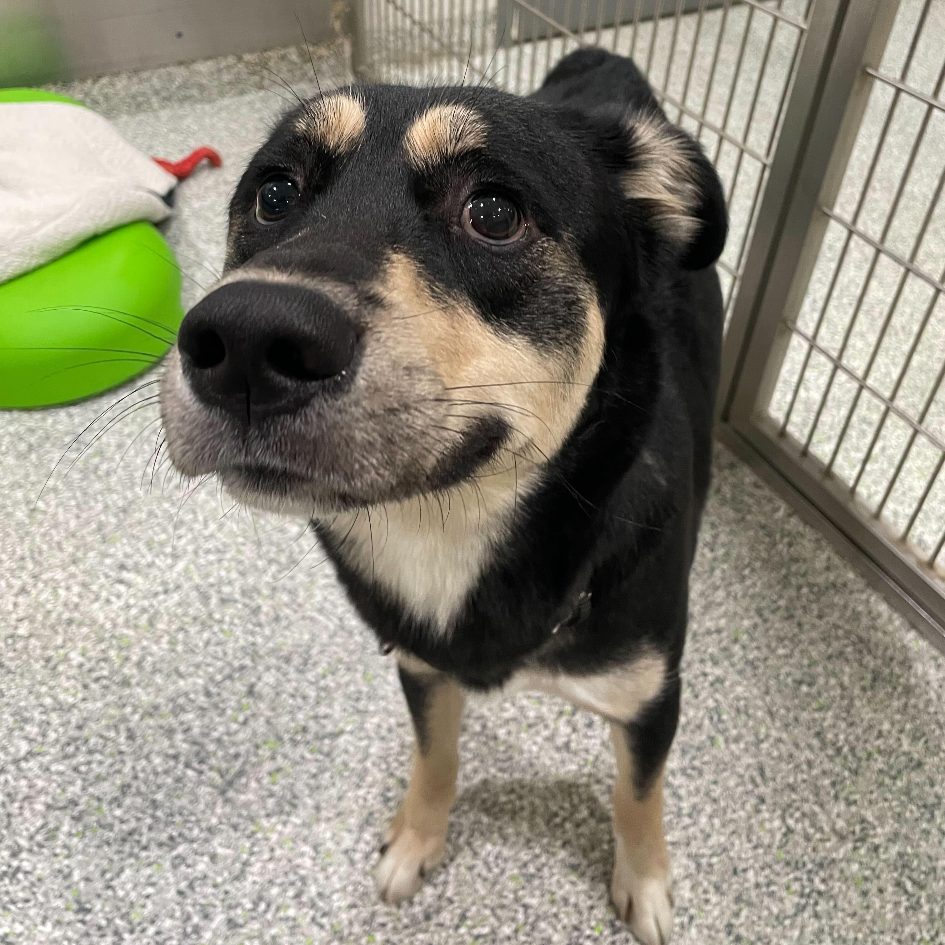 Hamuel L. Jackson, an adoptable mixed breed in Jackson, MI image 4/6