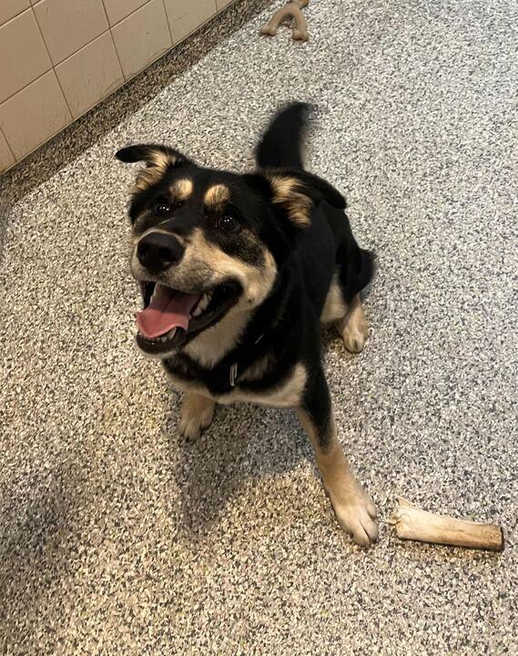 Hamuel L. Jackson, adoptable, Young Male Husky & German Shepherd Dog.