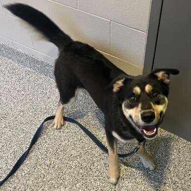 Enlarge Hamuel L. Jackson, an adoptable mixed breed in Jackson, MI image 6/6