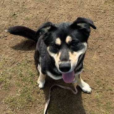 Enlarge Hamuel L. Jackson, an adoptable mixed breed in Jackson, MI image 3/6