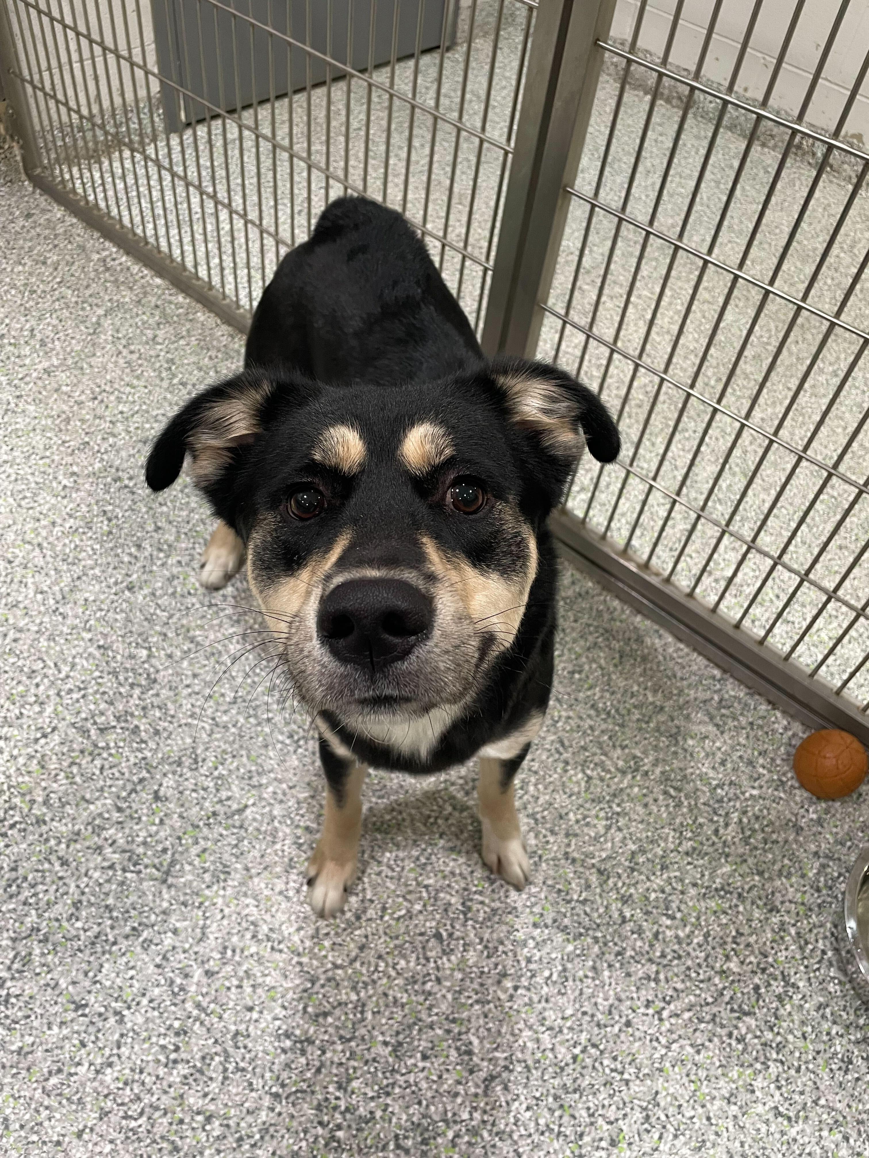 Hamuel L. Jackson, an adoptable mixed breed in Jackson, MI image 2/5