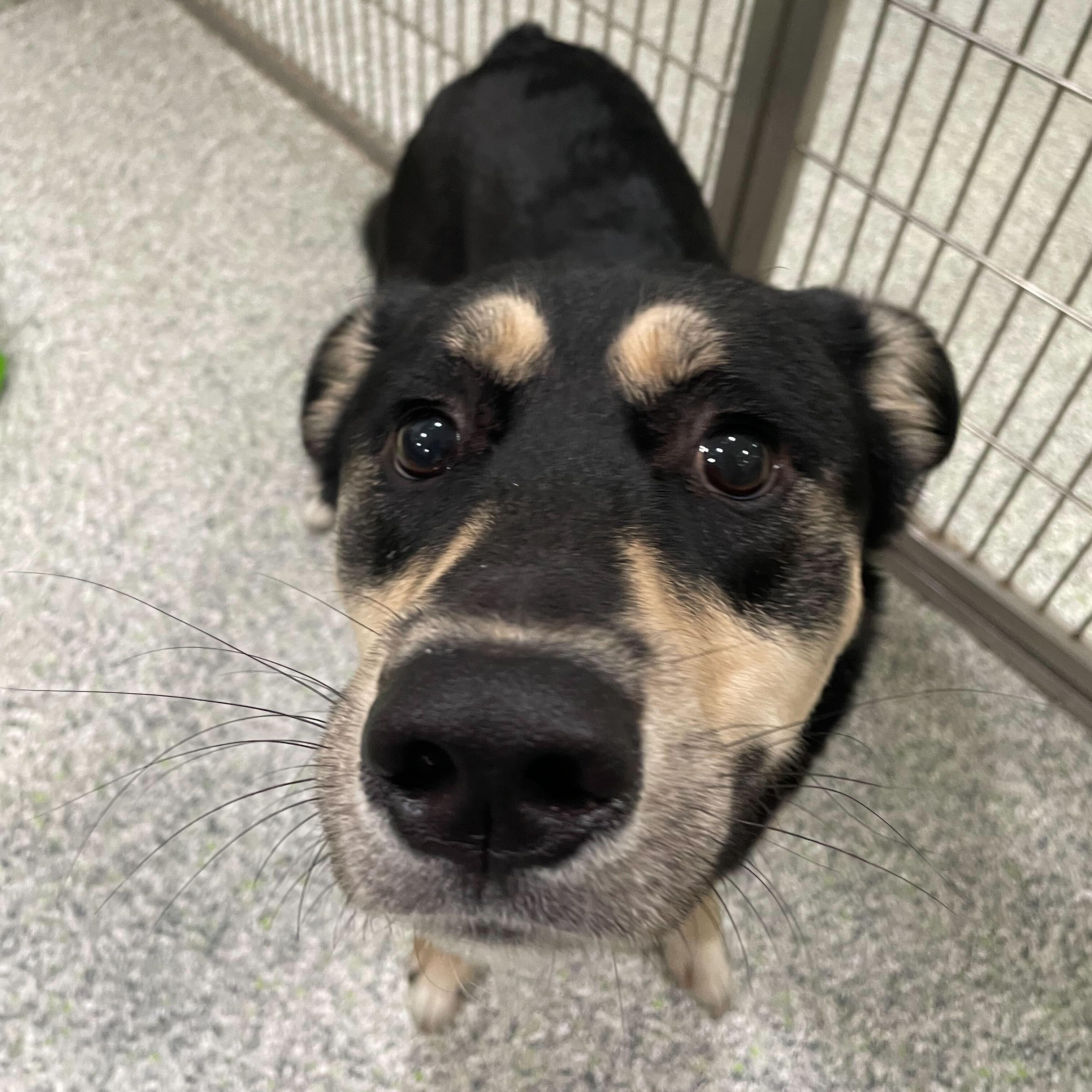 Hamuel L. Jackson, an adoptable mixed breed in Jackson, MI image 5/6