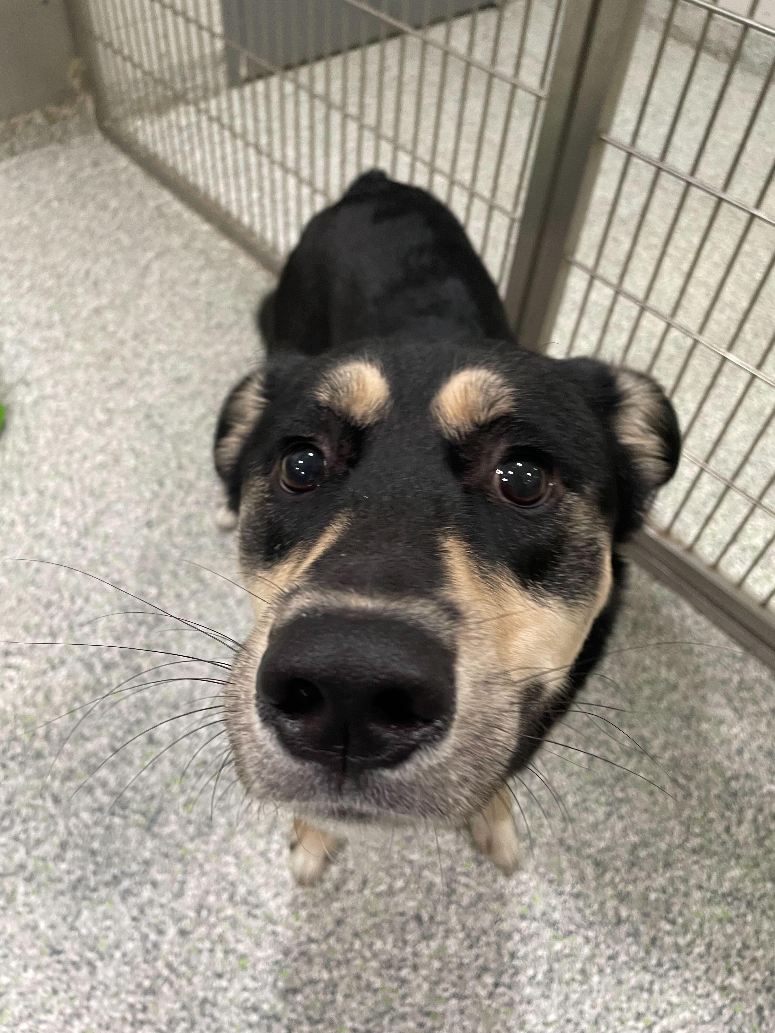 Hamuel L. Jackson, an adoptable mixed breed in Jackson, MI image 3/5