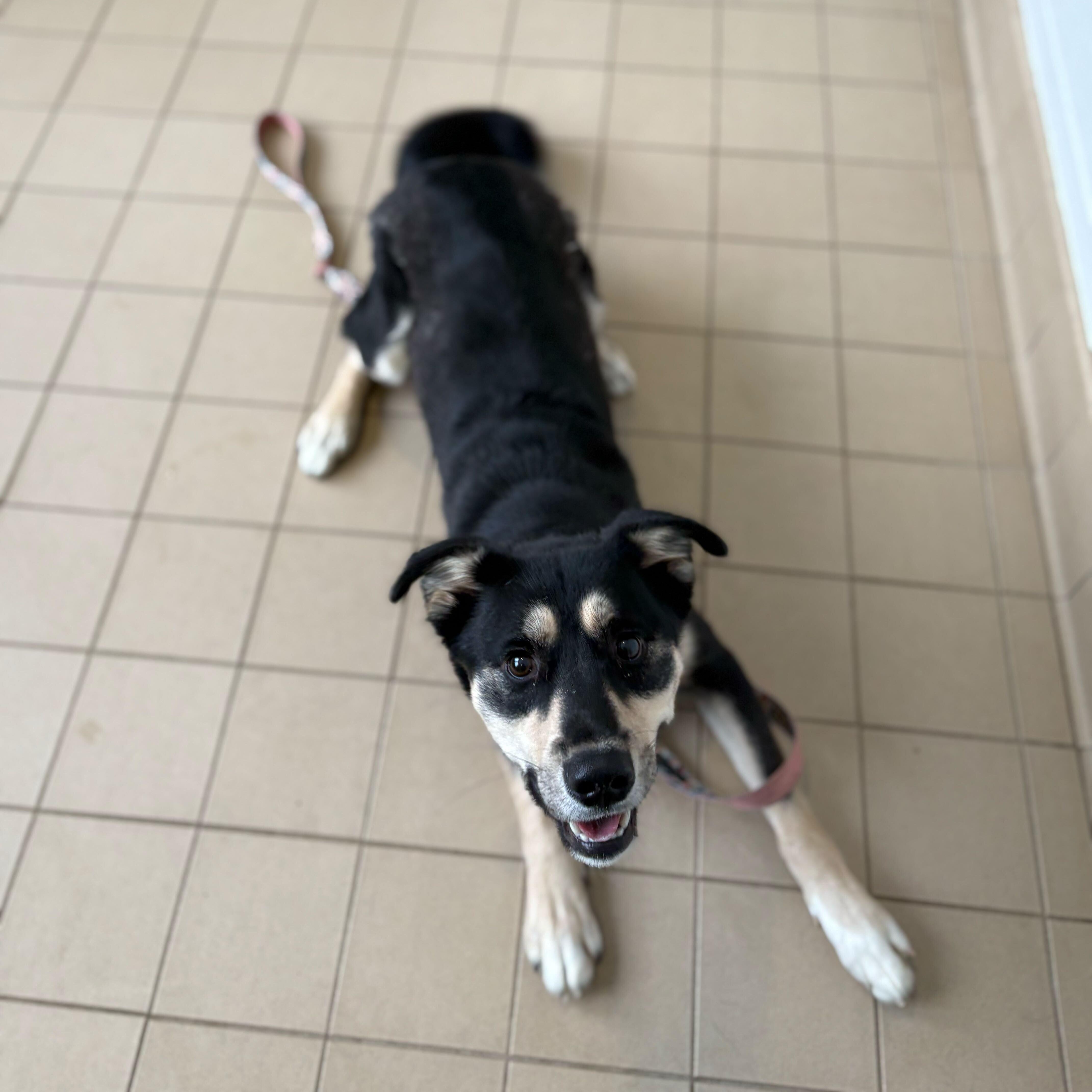 Hamuel L. Jackson, an adoptable mixed breed in Jackson, MI image 3/6