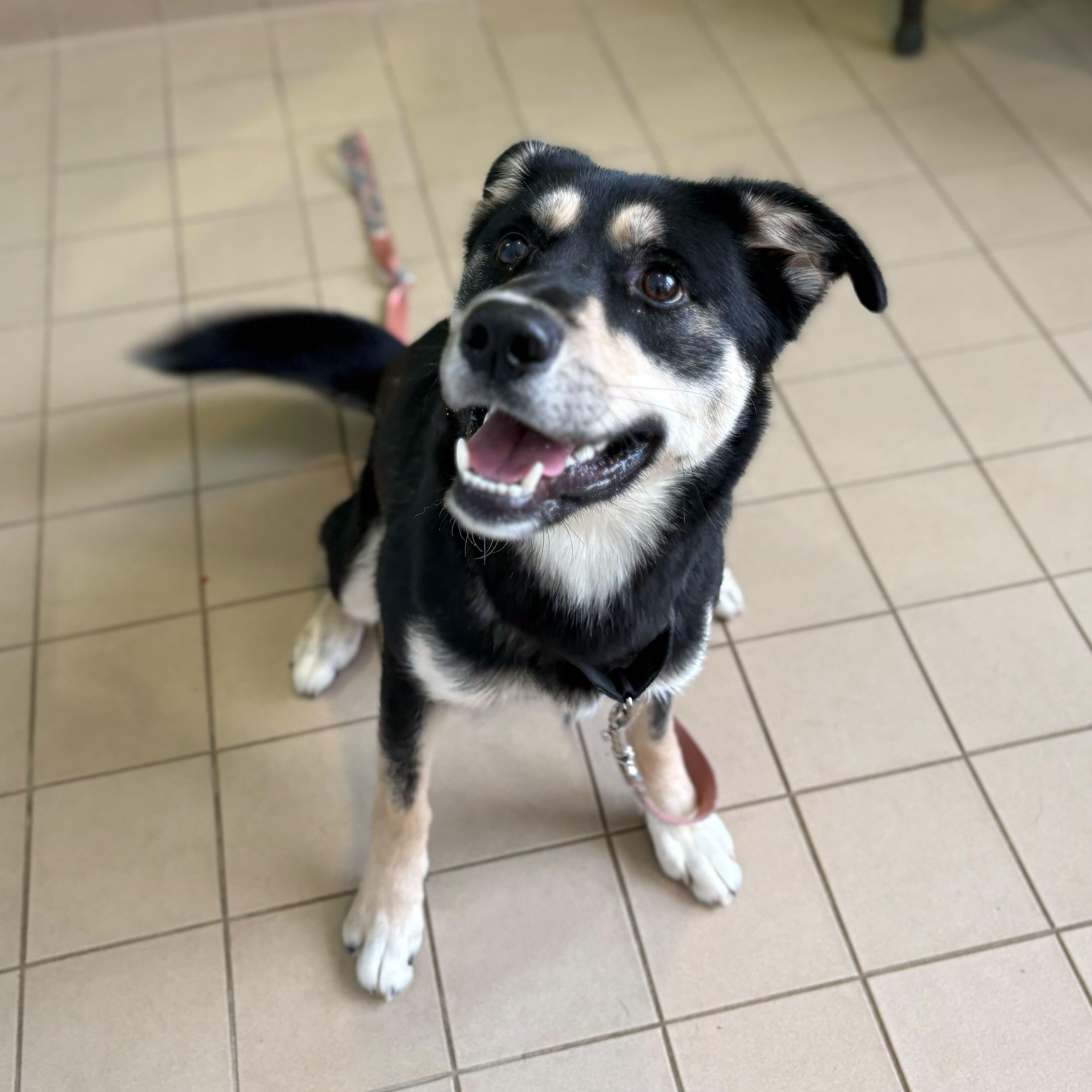 Hamuel L. Jackson, adoptable, Young Male Husky & German Shepherd Dog.