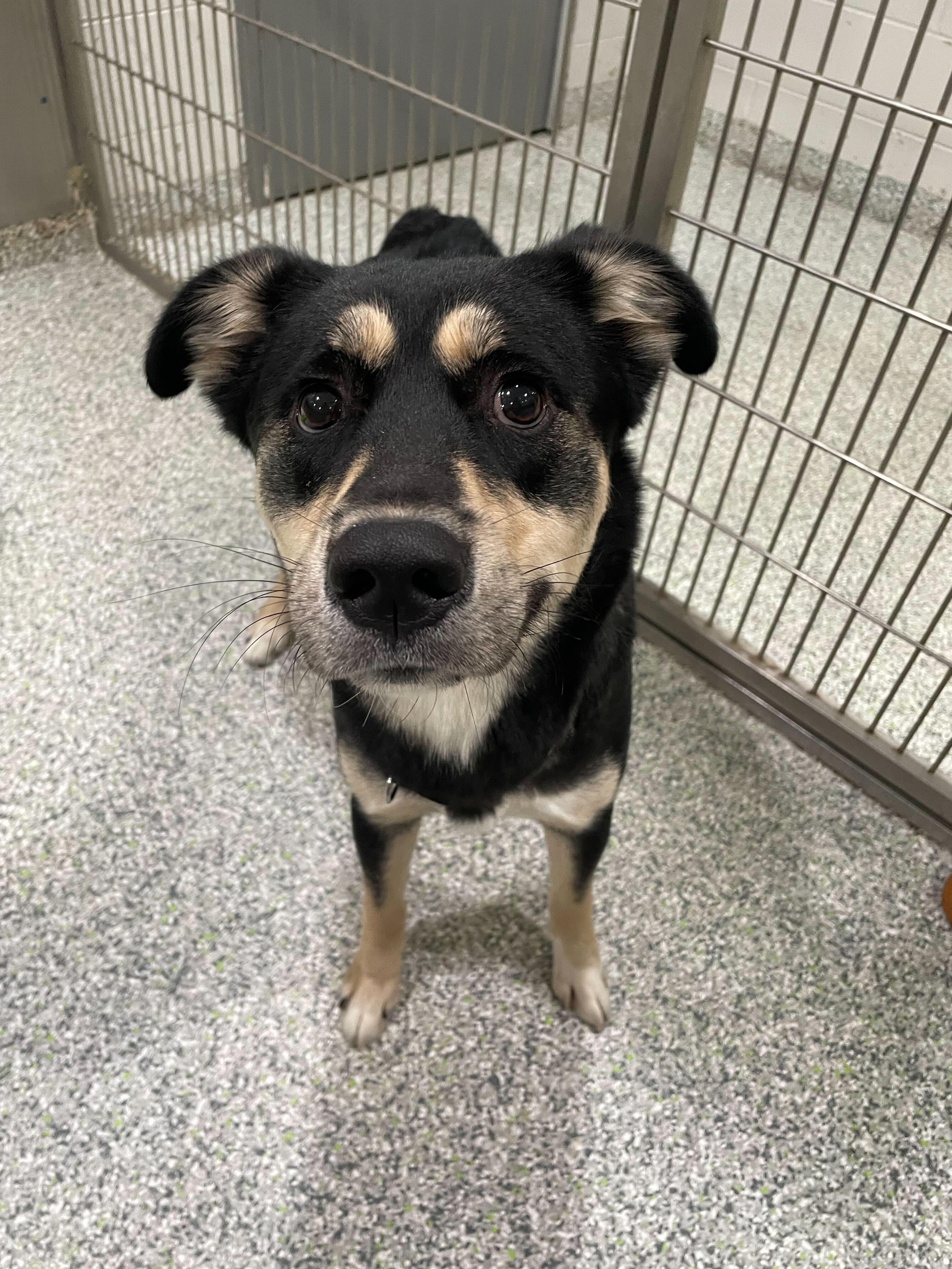 Hamuel L. Jackson, an adoptable mixed breed in Jackson, MI image 4/5