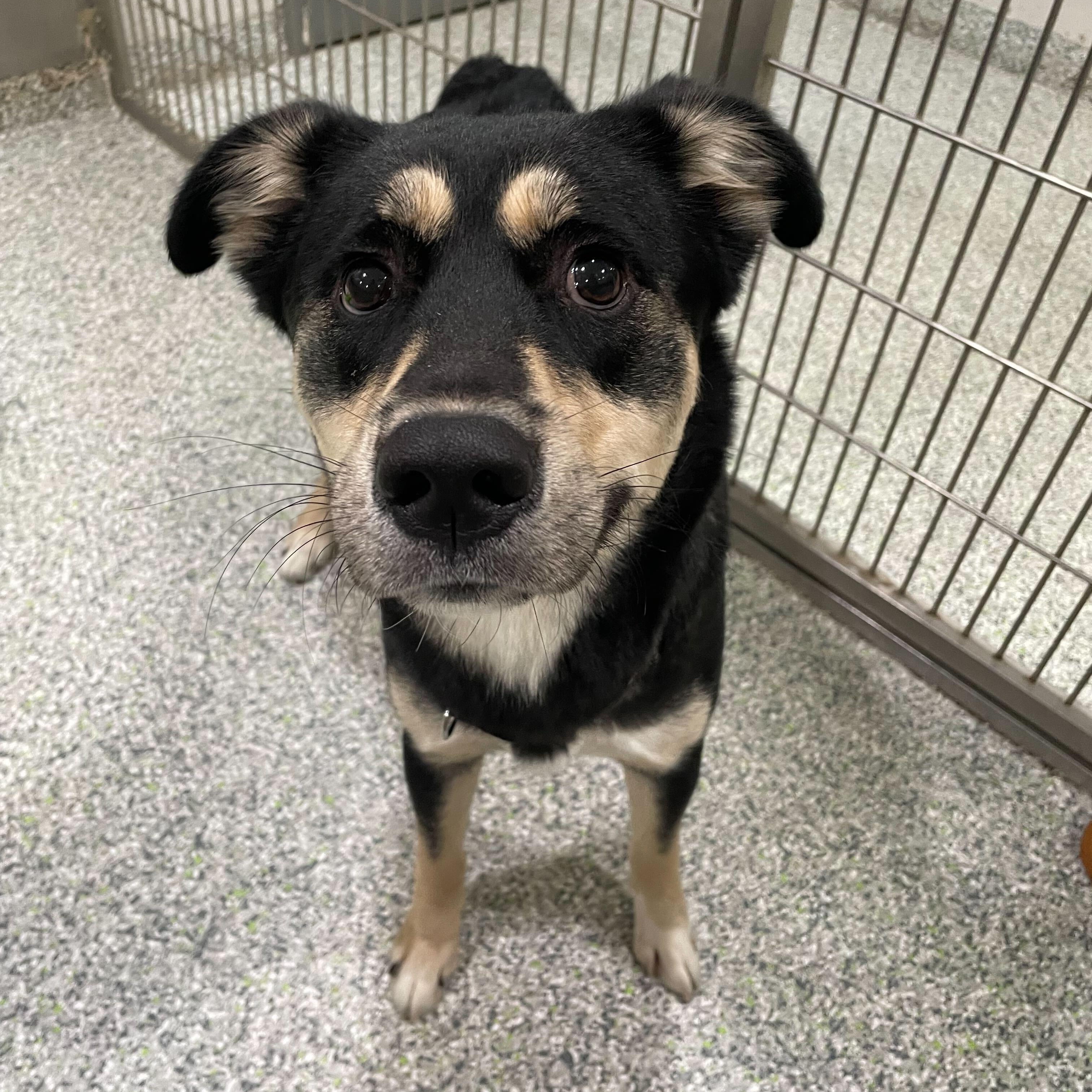 Hamuel L. Jackson, an adoptable mixed breed in Jackson, MI image 6/6