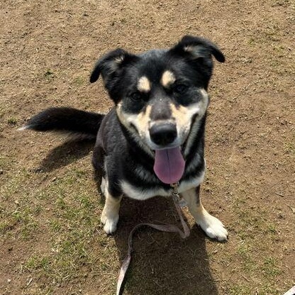 Enlarge Hamuel L. Jackson, an adoptable mixed breed in Jackson, MI image 1/6