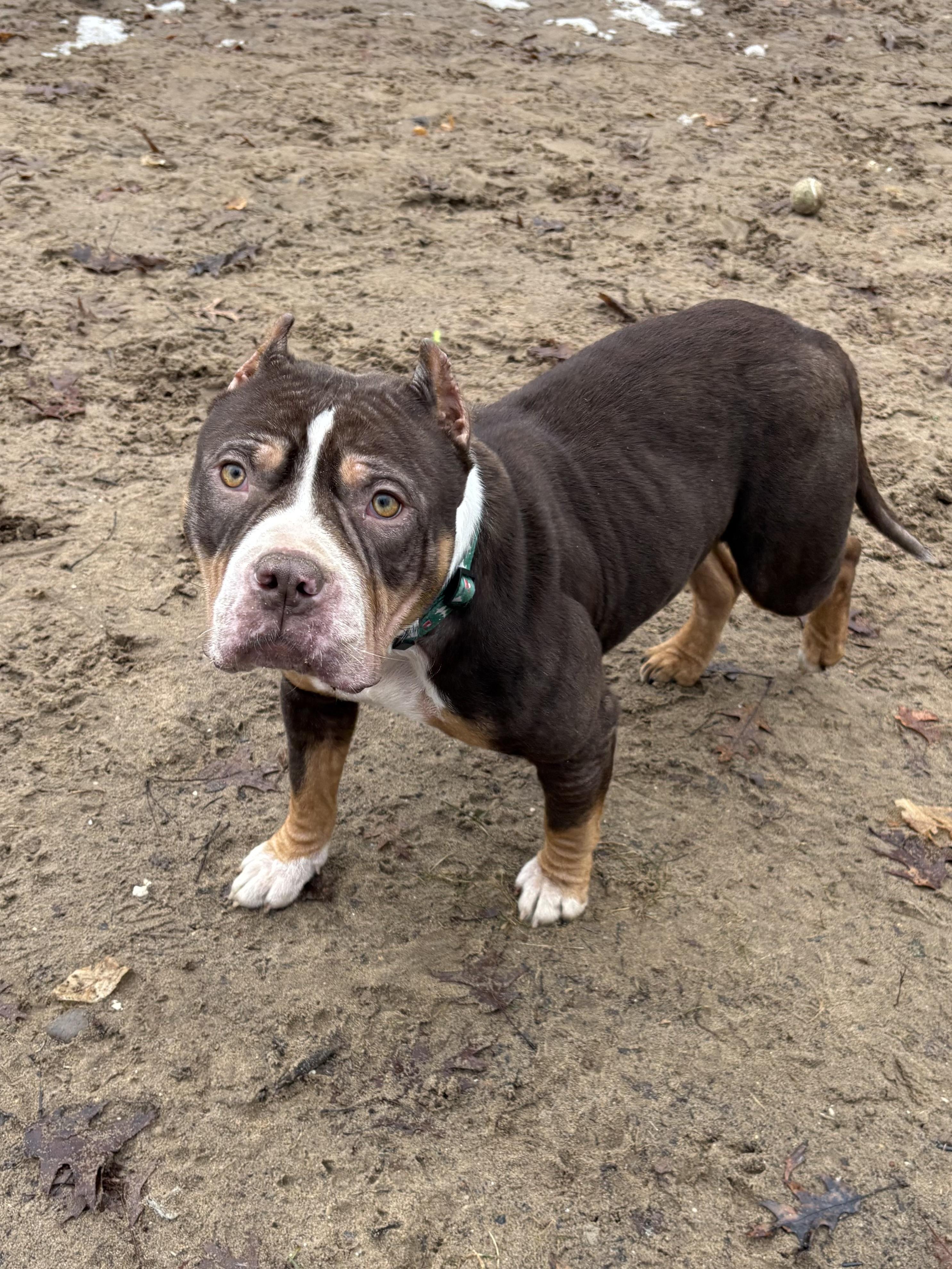 Fresca, ADOPTABLE, Adult Female Pit Bull Terrier.