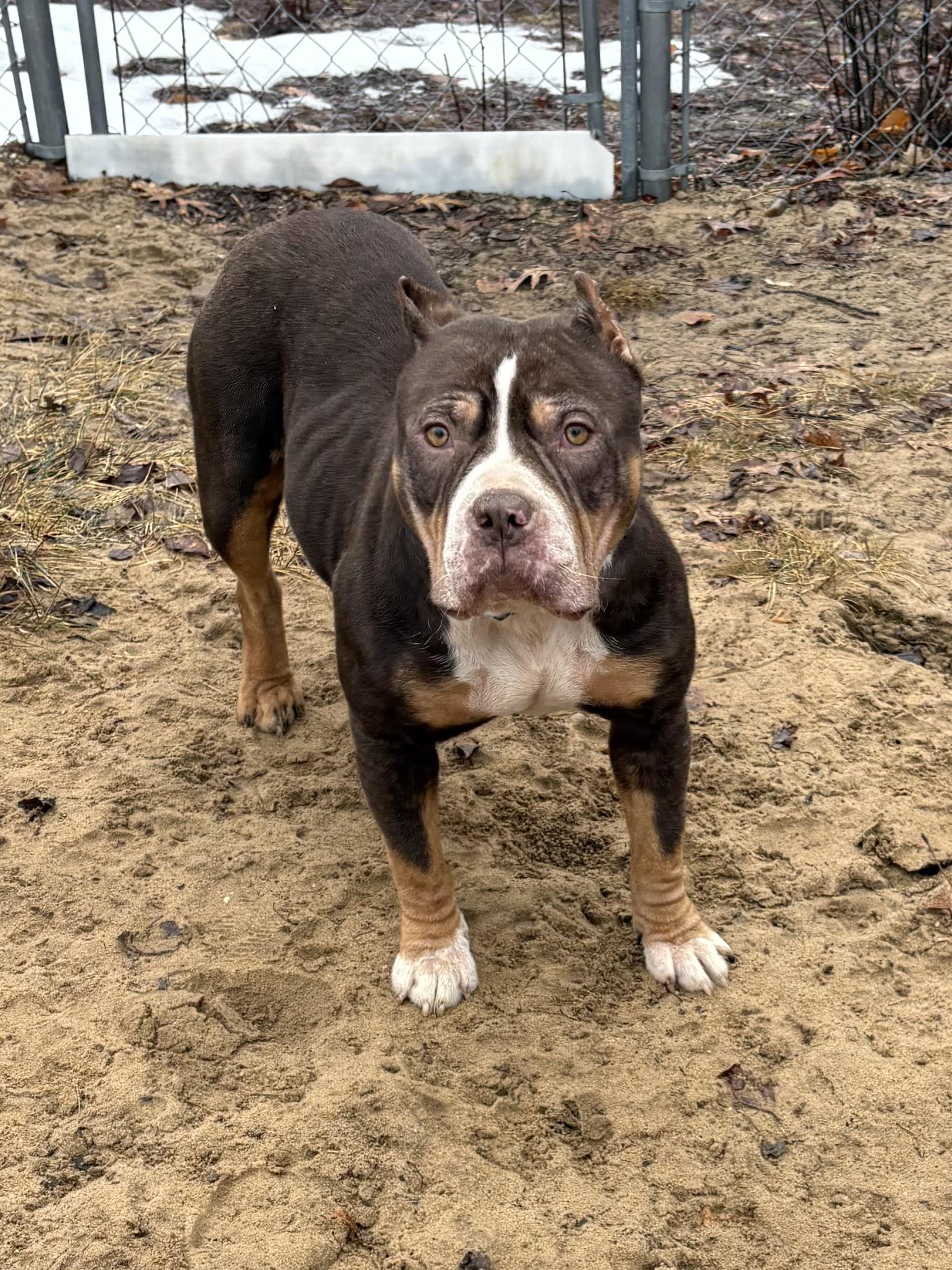 Enlarge Fresca, a ADOPTABLE Pit Bull Terrier in Big Rapids, MI image 3/3