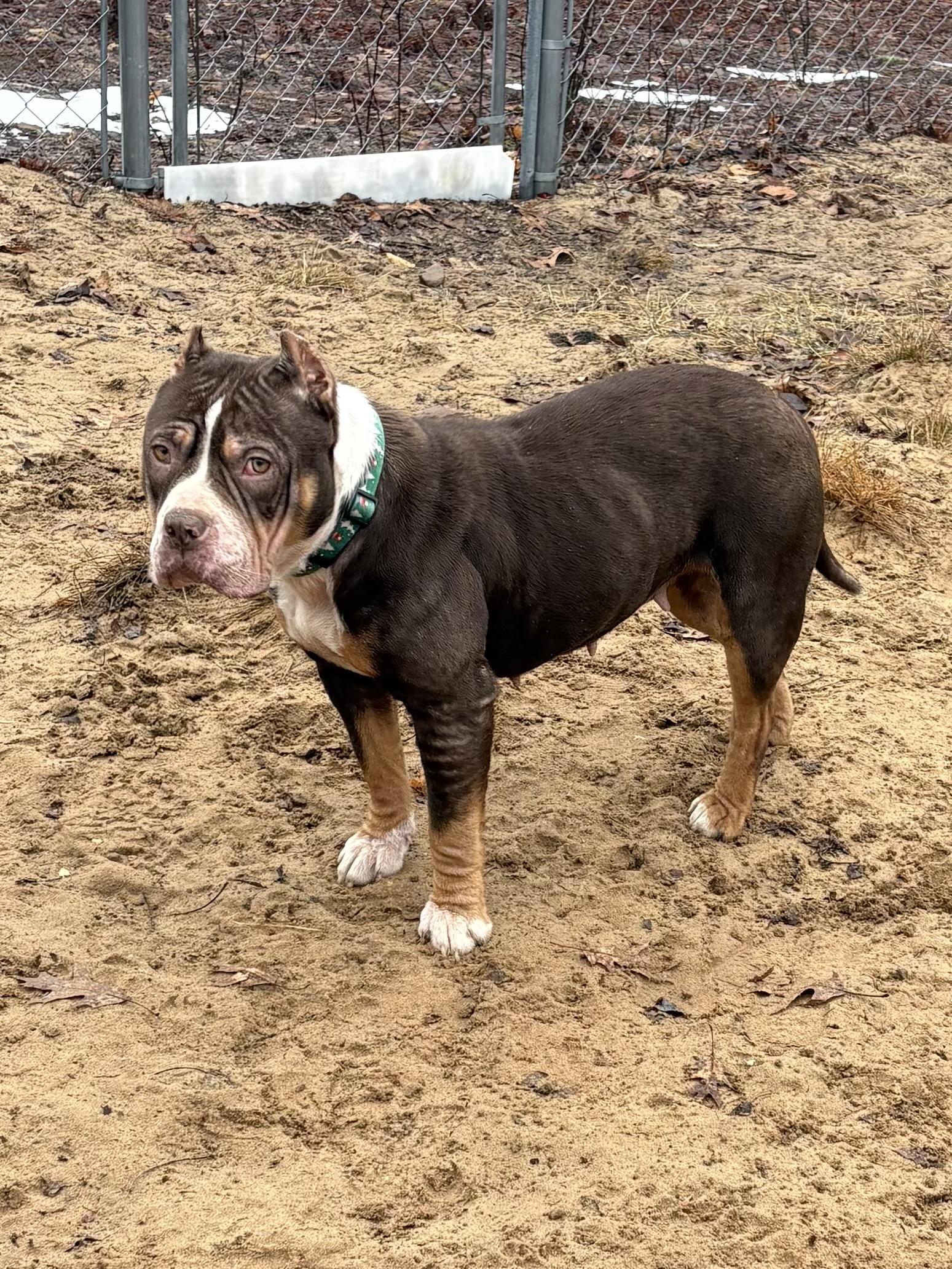 Enlarge Fresca, a ADOPTABLE Pit Bull Terrier in Big Rapids, MI image 2/3