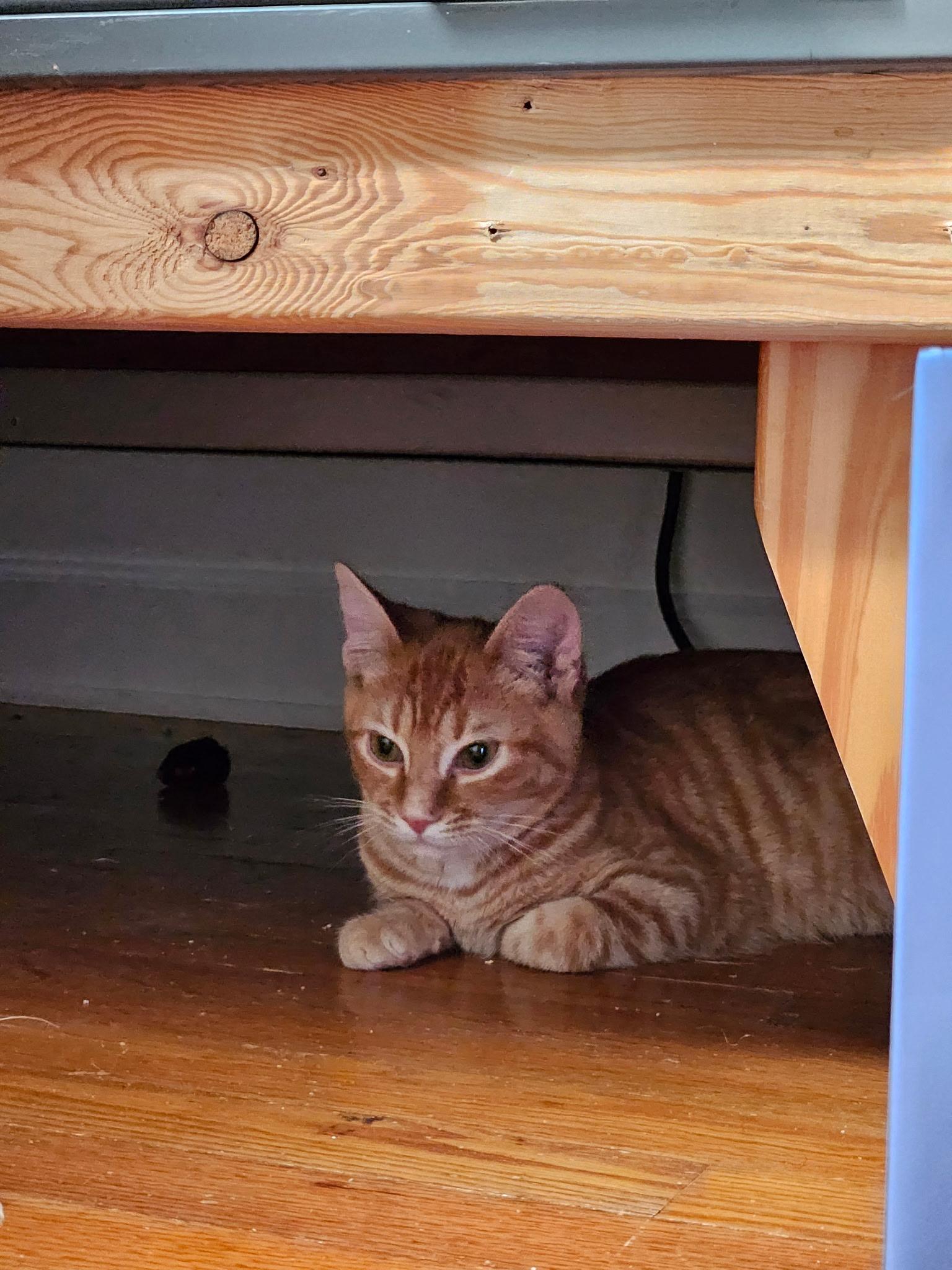 Enlarge Link, a Adoptable Tabby in Stowe, VT image 4/4